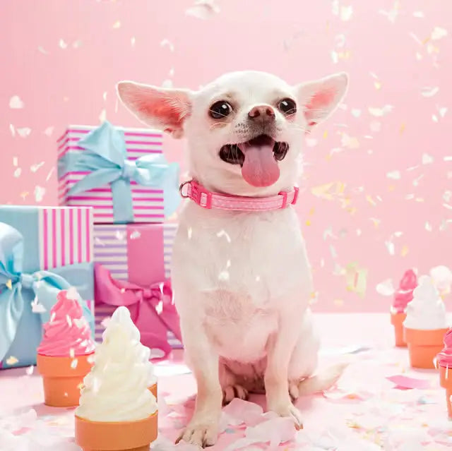 Gifts-For-Pets 